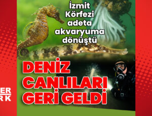 İzmit Körfezi adeta akvaryuma dönüştü: Deniz canlıları geri geldi